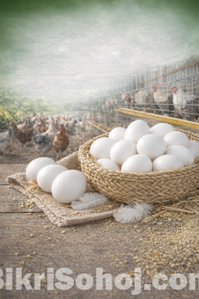 মুরগী ডিম